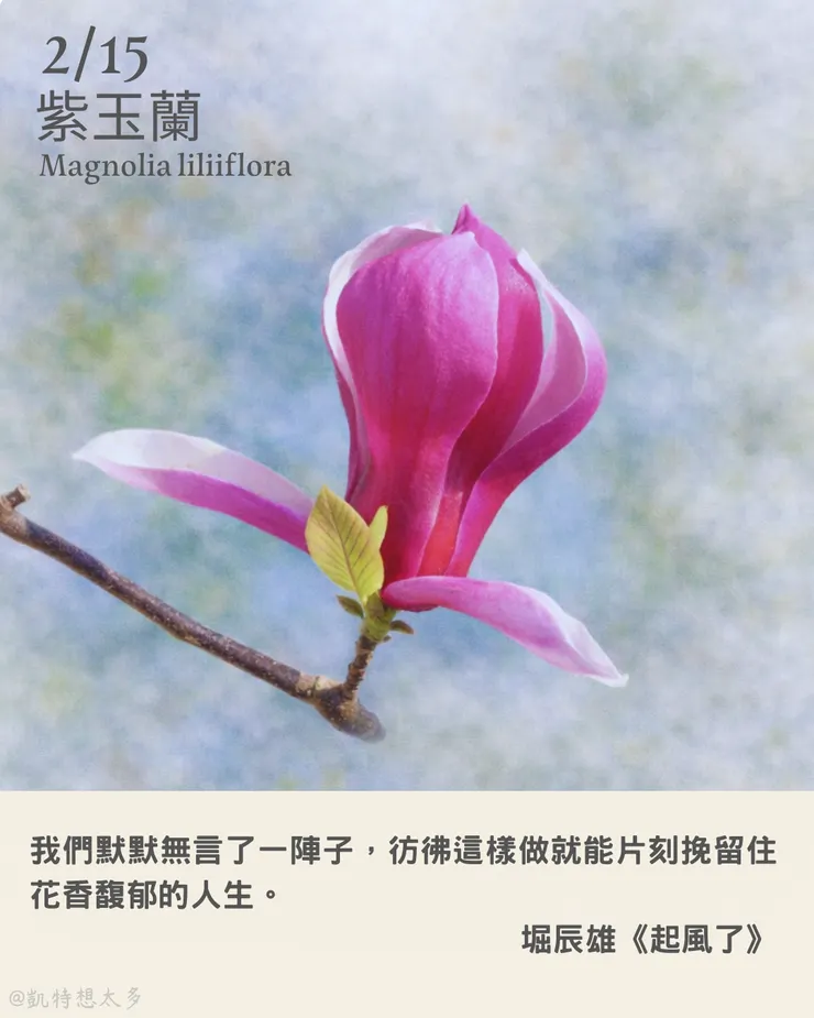 2 月 15日｜紫玉蘭×堀辰雄《起風了》