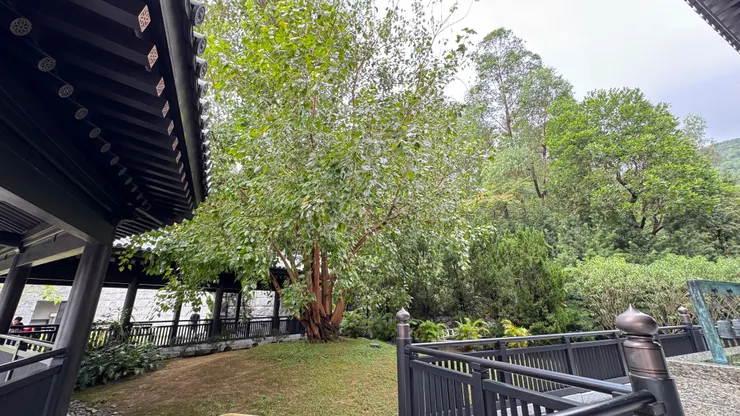 種植於大雄寶殿與觀音聖像之間的菩提聖樹