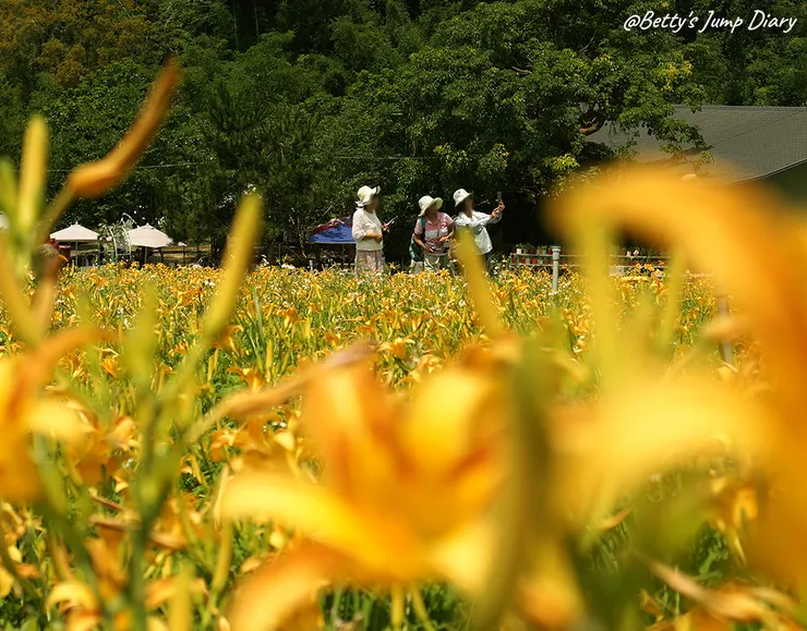 ▲2025花現台七「桃園繡球金針農遊趣」/ 圖片來源：Betty's Jump Diary