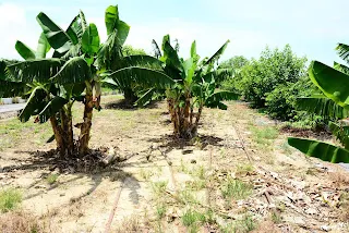 (往新營方向拍)