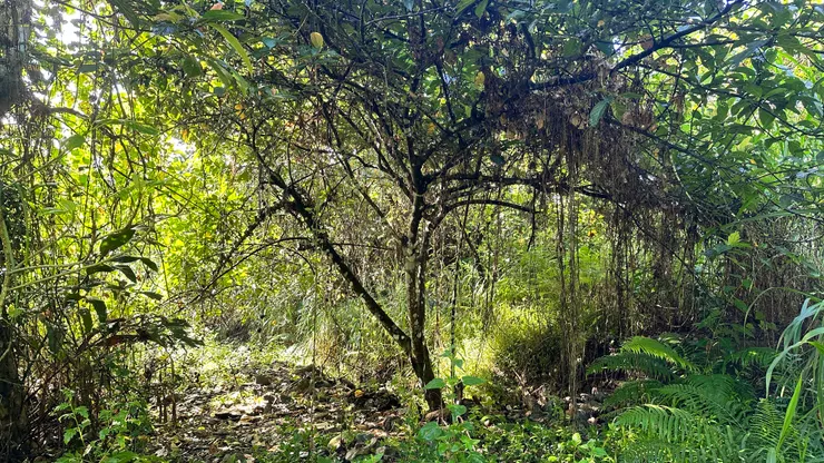 潮濕地貌與落葉層間，排洪溝靜靜流轉，串起林地的脈絡。
