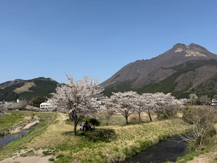 這裡的櫻花顏色偏白色,沿著河岸盛開美美的