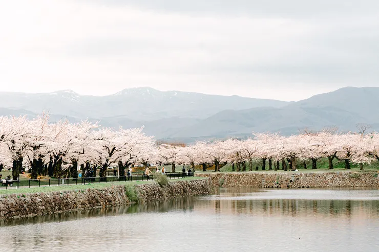 如詩如畫的櫻花