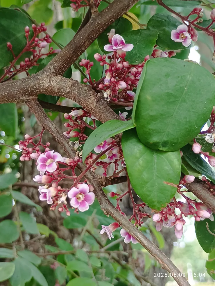 楊桃開花了！古早味的楊桃湯一定要用原生的楊桃，不能用品種改良後的，如蜜汁楊桃等