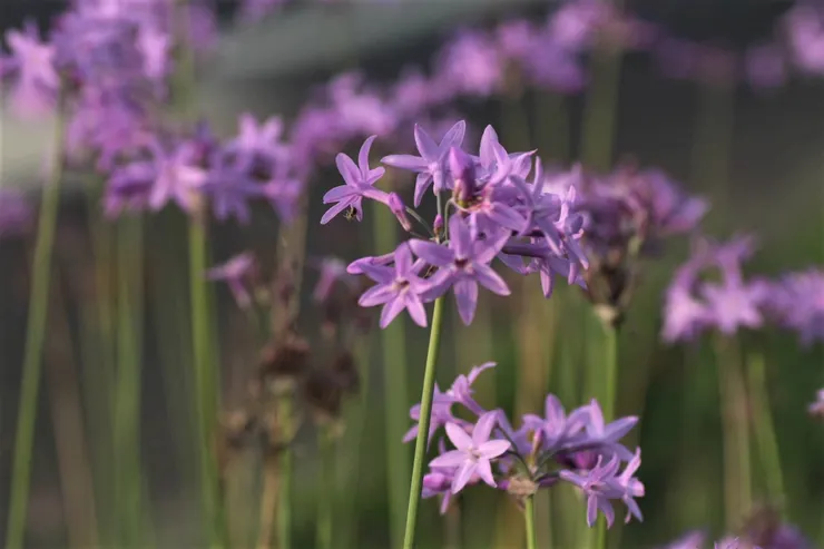 時值清明，正是紫嬌花綻放紫色風情的時節