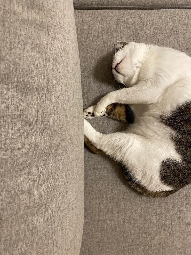 只想躺平的周五