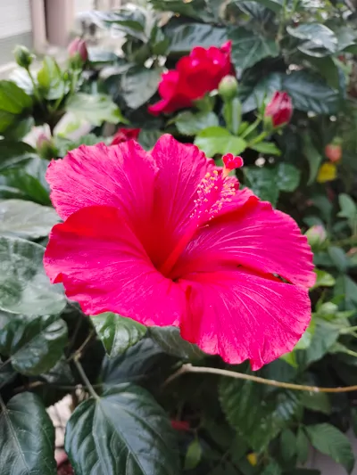 賞花＞朱槿（扶桑）－長紅．正紅色（花瓣背面看似帶金色澤）