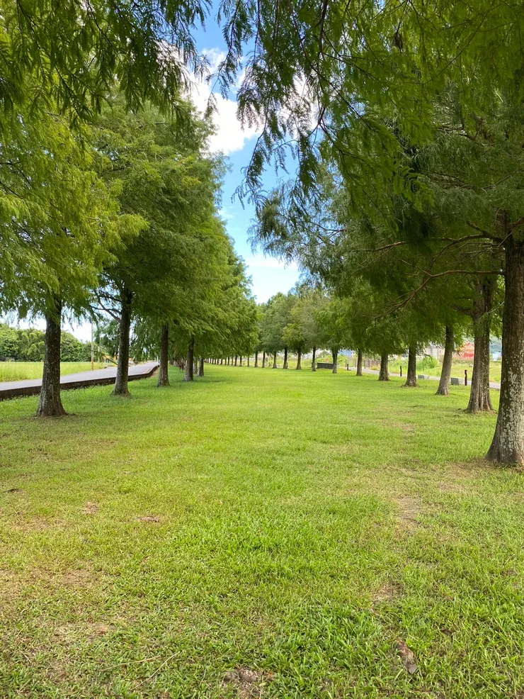 雖然還未到樹葉變色的季節，但整片綠的落羽松也很美，配上旁邊的安農溪，確實和我當年去德國看到萊茵河旁的整排樹林有幾分神似