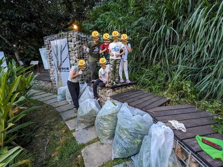 兩個小時清了八袋的小花蔓澤蘭