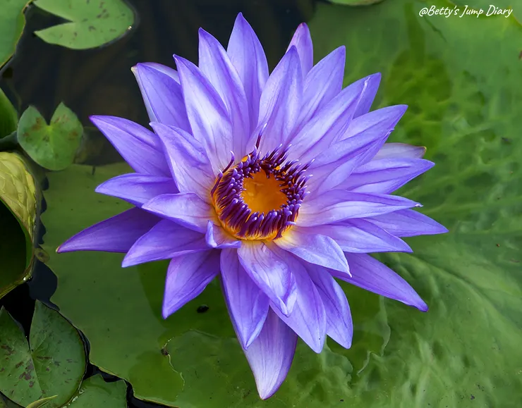 ▲2024桃園蓮花季/圖片來源:Betty's Jump Diary