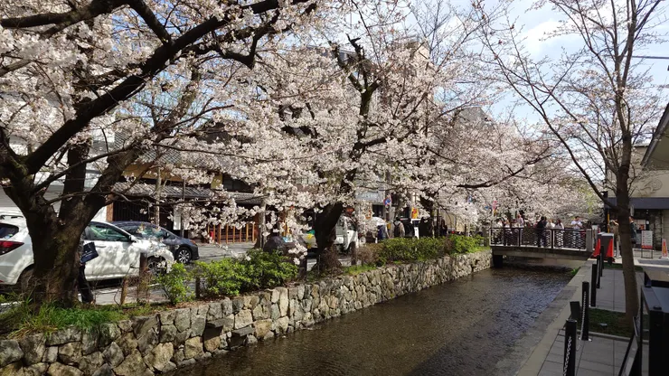 京都高瀨川運河河畔滿開櫻花。（攝影／陳宜彣）