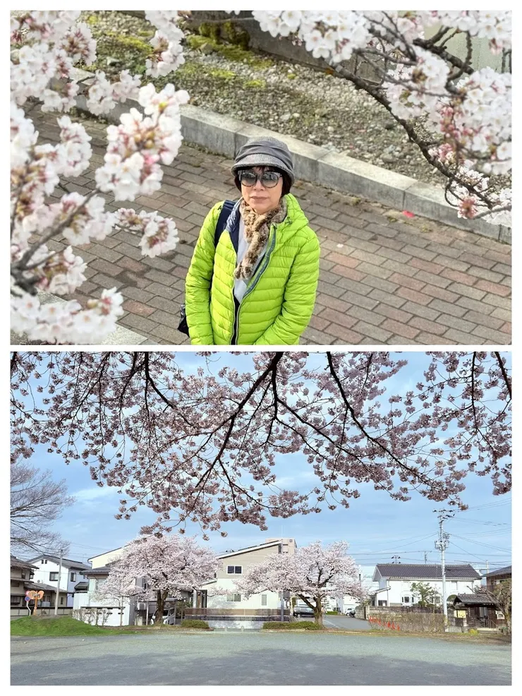 從高處視野看的櫻花