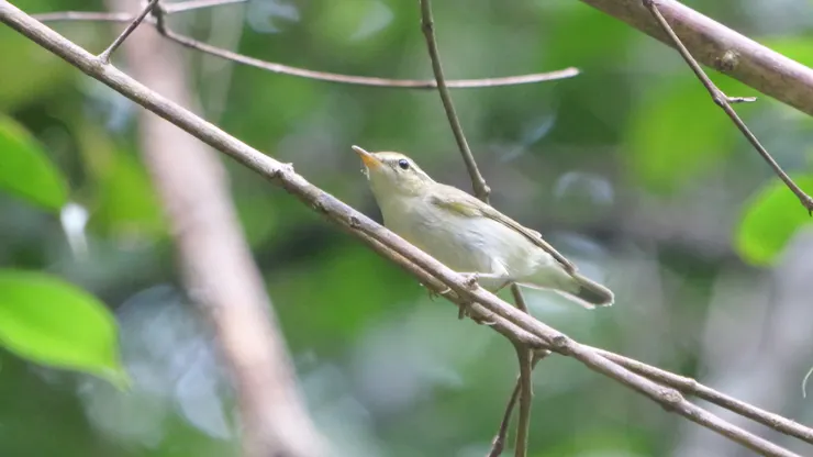 極北柳鶯  Arctic Warbler