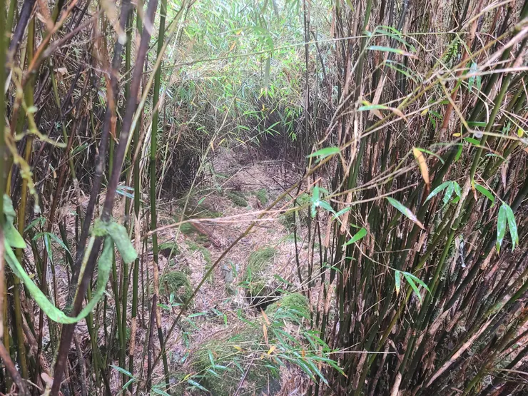 入箭竹林，幾乎都有路條指引。這裡路條算多，比起前兩天