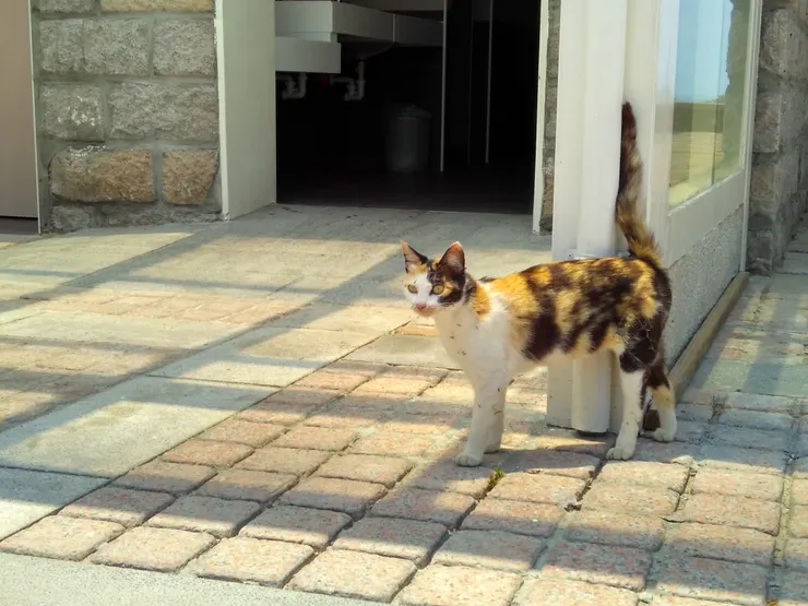 在馬祖某處的小花貓