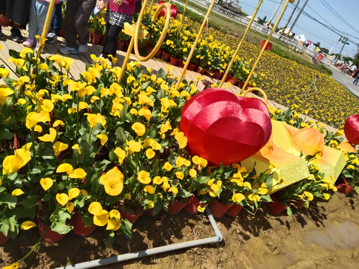 台南旅遊最漂亮的菊花