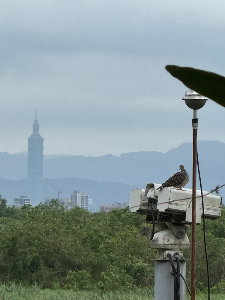 2026/05/03 遠看小鳥