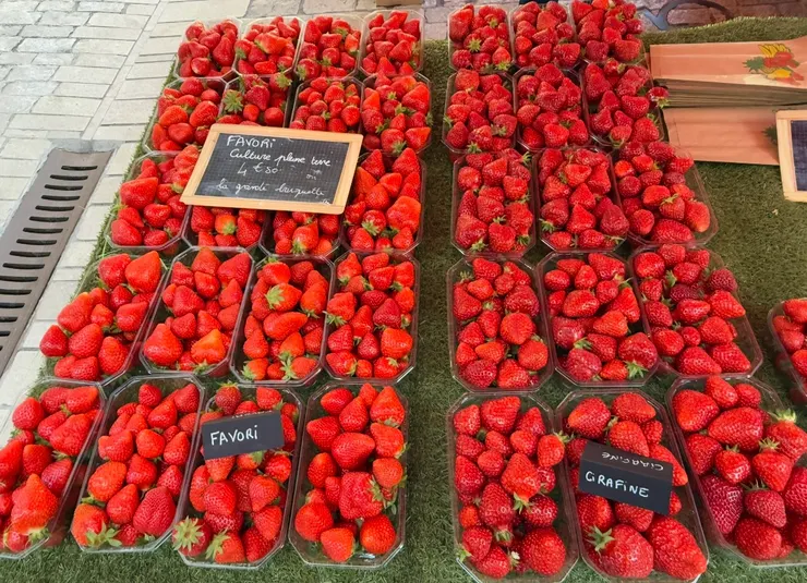 正是吃草莓的季節