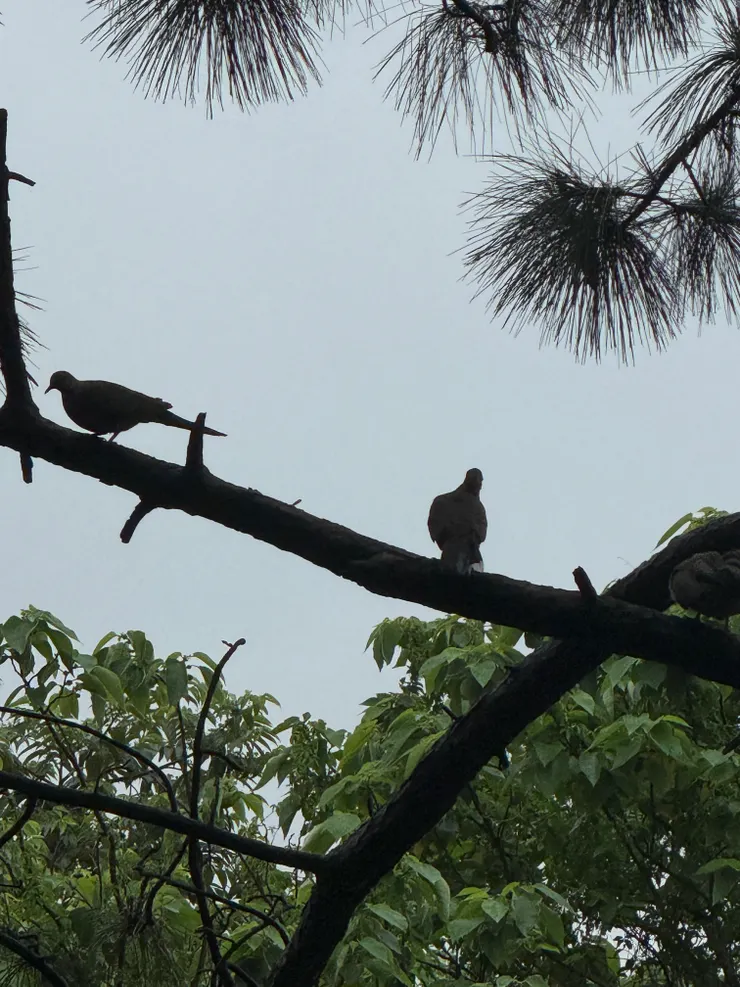 2026/05/05 三隻小鳥