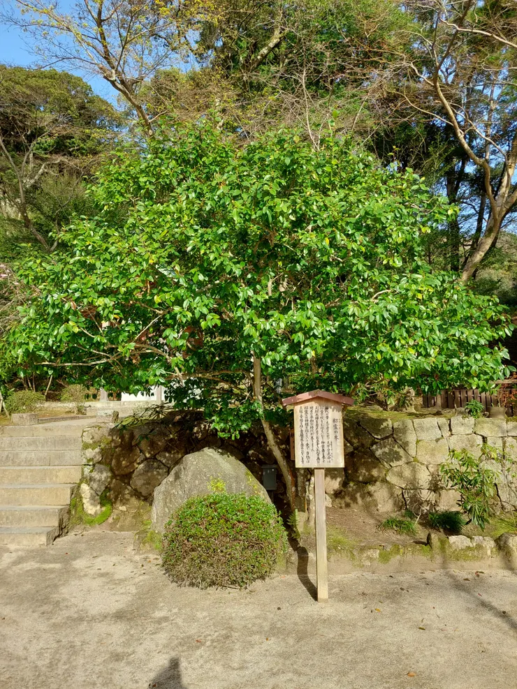 招靈之木
