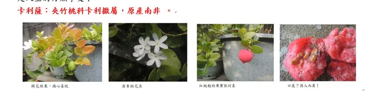 卡利薩的育苗過程