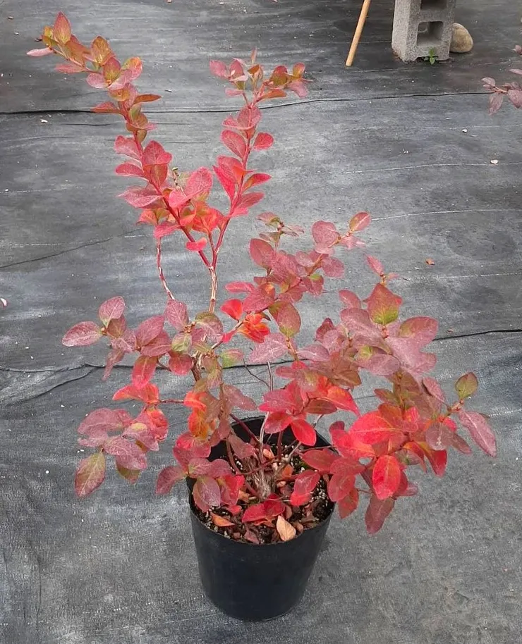 紅葉藍莓盆栽(拍攝於南投縣南投市)