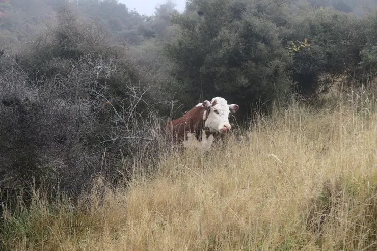 人家是轉角遇到愛，這裡是轉角看到牛
