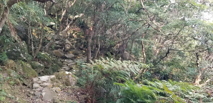 我就在這裏看到黃眉黃鶲