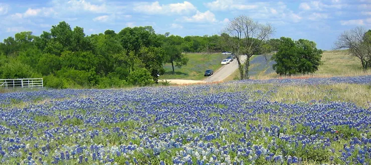 Bluebonnet Trails 藍色矢車菊(藍帽花)步道, Ennis, Texas