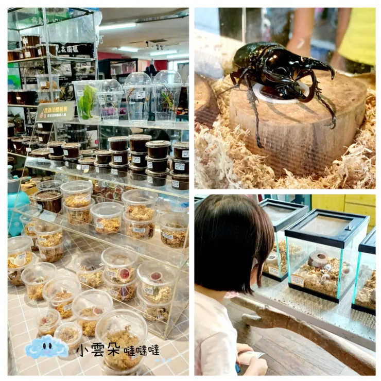 昆蟲活體展示可以看到多種昆蟲，也能買回去飼養
