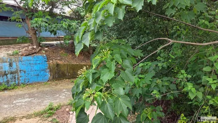 花苞