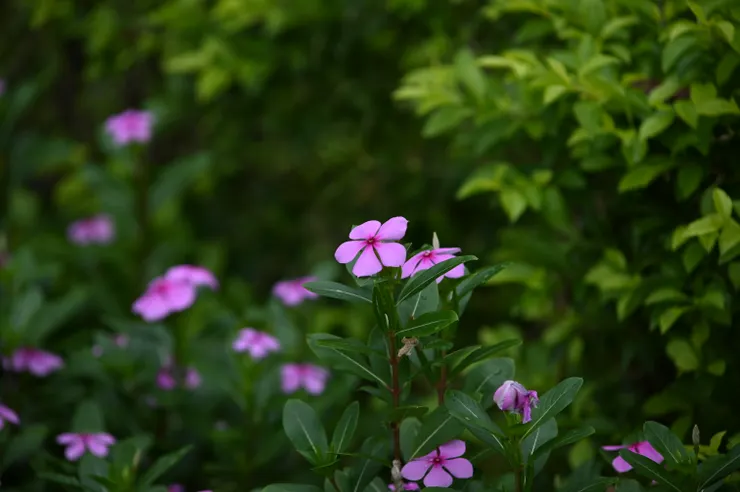 200mm ISO 250 1/200s 光圈不是全開就是在前往全開的路上