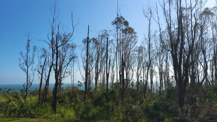 這個尤加利林子把我們害慘了，倒樹砸壞了我們的抽水馬達