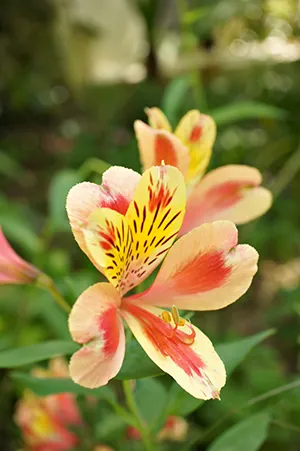 攝於清境農場某餐廳的花兒