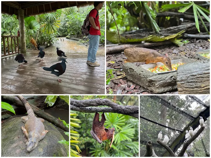 能看到蝙蝠倒吊著吃飯真的超酷的