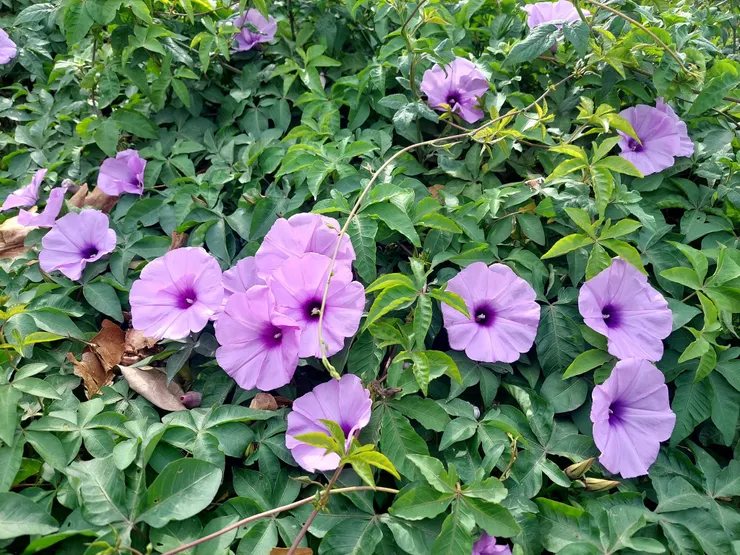 喜歡向上攀爬的牽牛花。