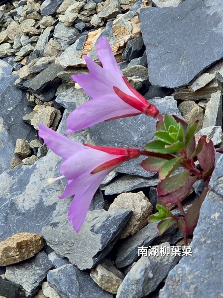 ▲南湖柳葉菜是台灣特有種高山植物，也是台灣少數存留的冰河孑遺植物，花期在7月至8月，很幸運在6月底能在中央尖碎石岩溝看見它的芳跡。