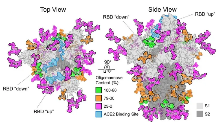 SARS-CoV-2的刺突蛋白三聚體糖化圖譜