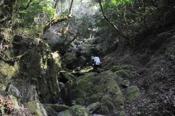 溪谷地形是探勘檜木群落常見障礙