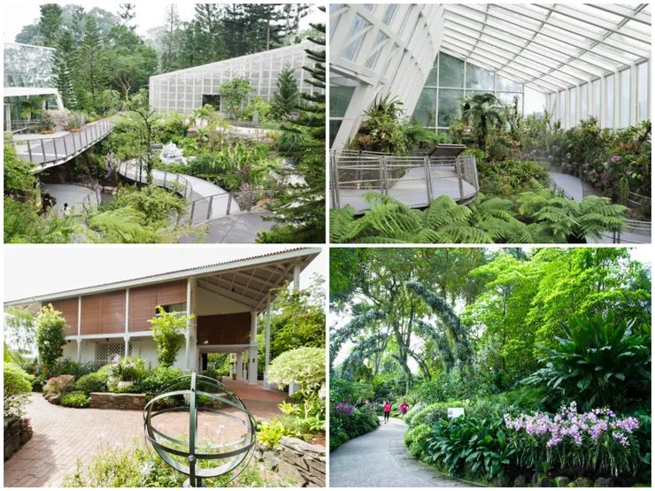 上圖取自新加坡植物園官網