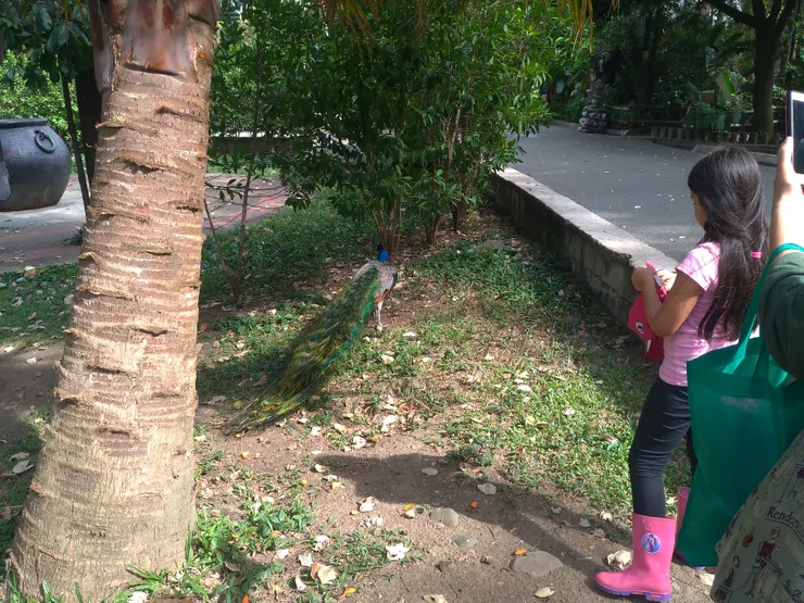 園區有一塊孔雀區，但孔雀永遠不在家，總是飛去搶別人東西吃，或是在路上晃，在休息區的座椅上晃，在屋頂上跳來跳去，整個園區都他家