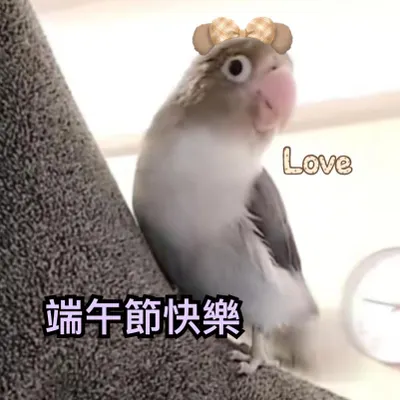 端午節很興奮的鸚鵡