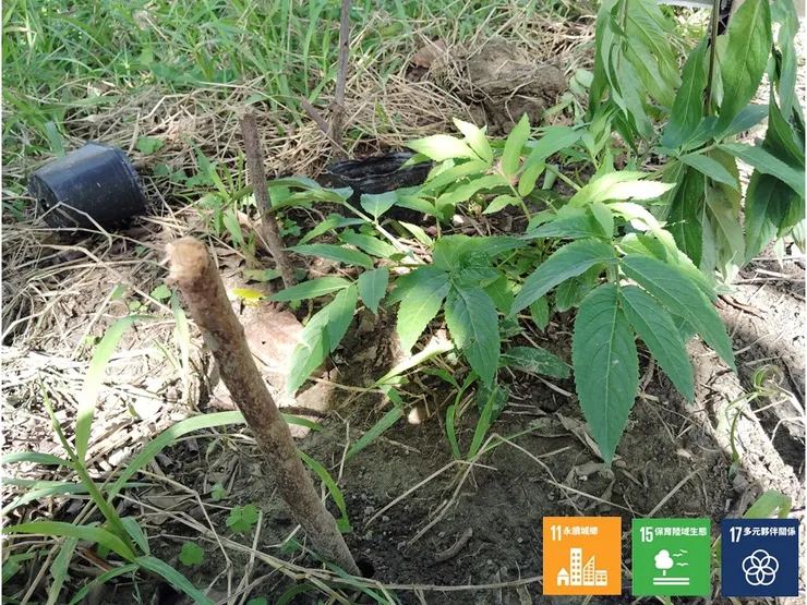 日照需求較高的冇骨消，順性地規劃為這區域內的蜜源植物之一