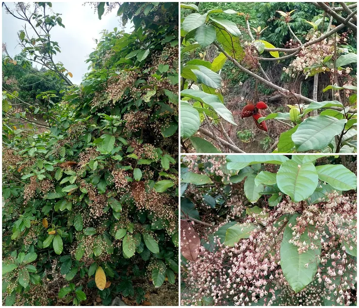 四月的南投中寮，蘋婆正在開花，由於蘋婆的花沒有花瓣，只有五片花萼在頂端勾結在一起，就像個小燈籠或小泡泡，令人有「滿樹冒泡」的美麗視覺。