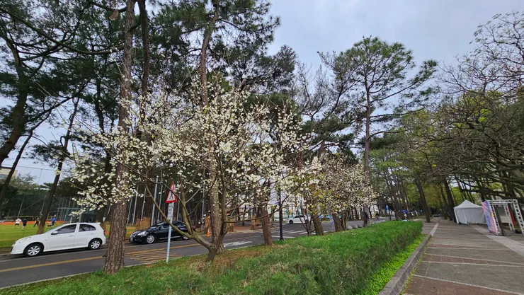 中央大學也能看到特別的白色櫻花!