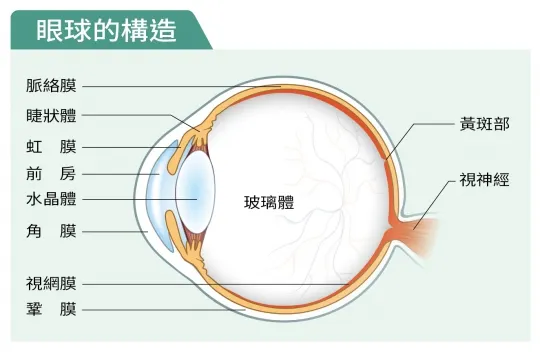 眼睛的構造