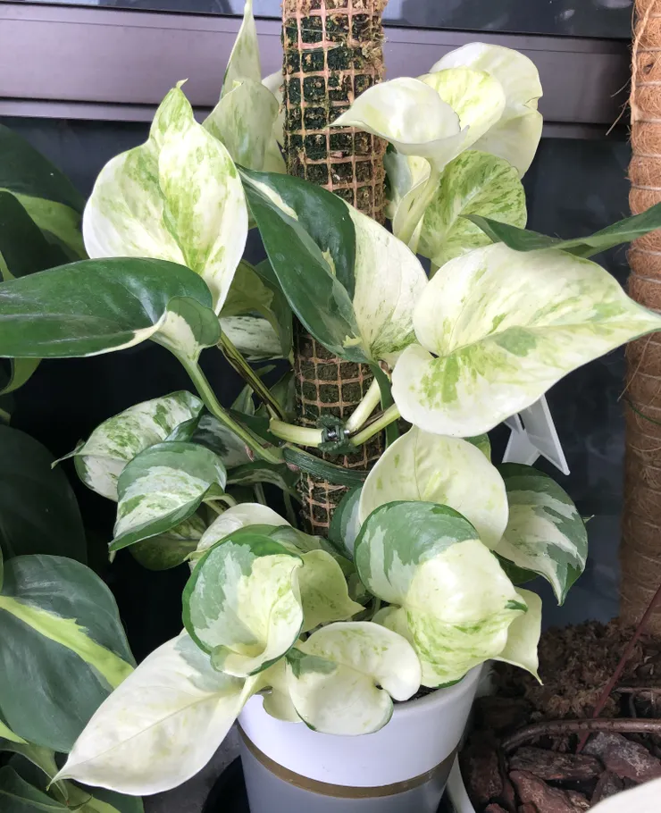 環繞攀爬柱建議可用水苔棒再用蘭花夾固定