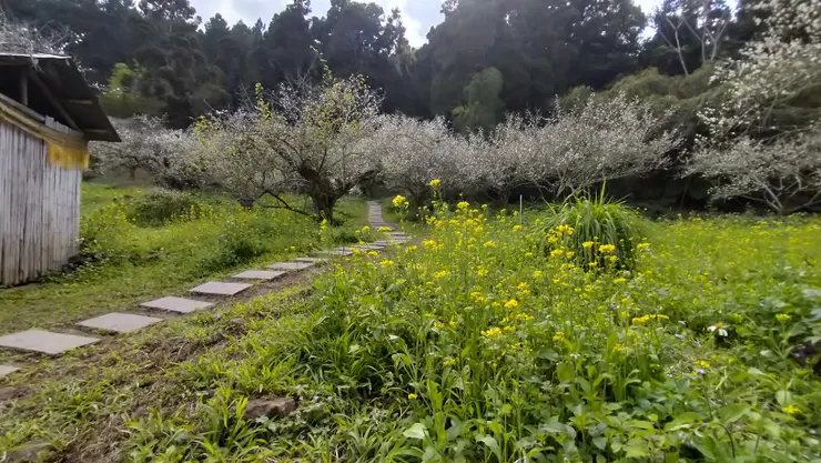 油菜花與暖梅金相對/Mingling攝