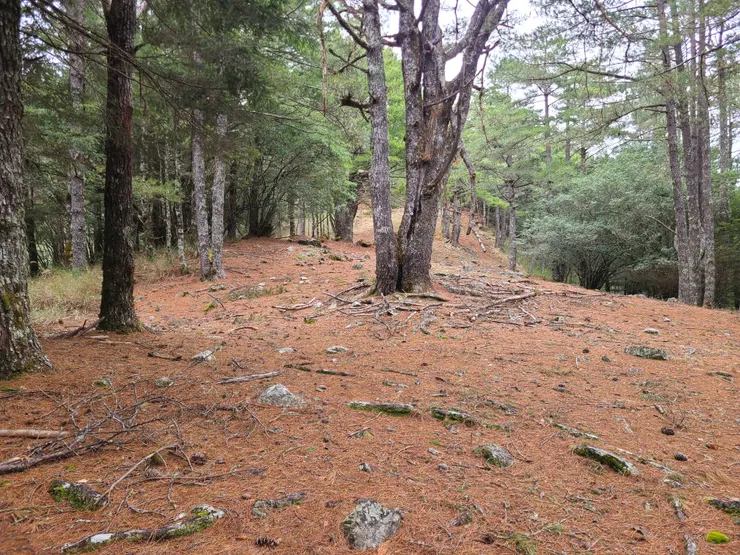 不久便接上稜線