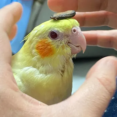 給新手鳥友的籠具選擇建議